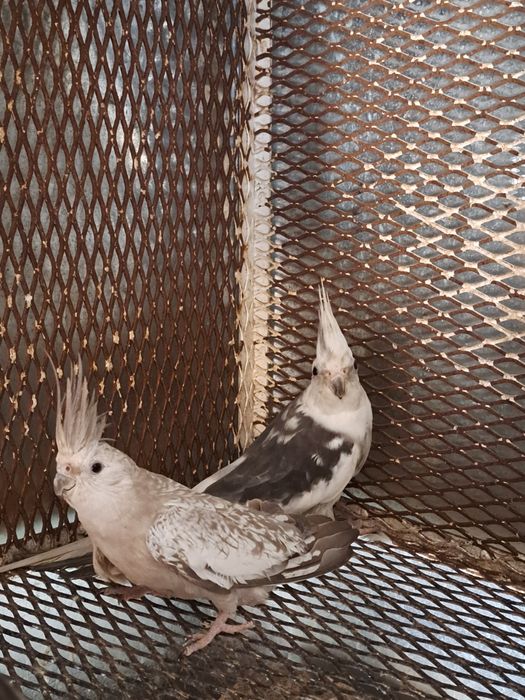 Pereche nimfe mature