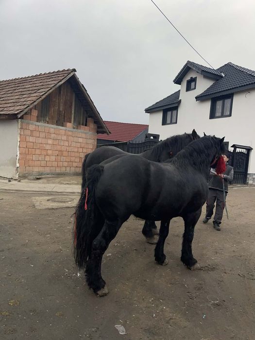 Vând 2 armasari ,sunt foarte blanzi