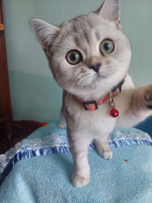 Britaniski shinshilla ota onasi privaznoy 4 oyli boldi o'yinqaroq