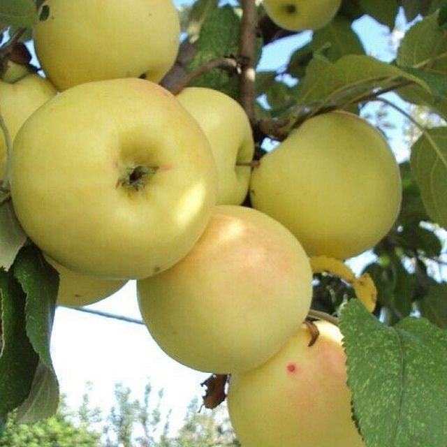 OLMA Sortlarini barchi turidan bor arginal padvoyda sogʻlom kuchatlar