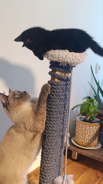 Чёрный котёнок — отдам даром в добрые руки!
Малышу 1 месяц.
Он ласковы