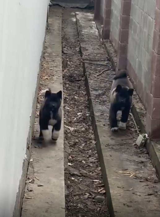 Щенки Американского Акито