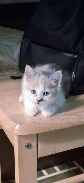 Отдам катёнка 1.5 месеца