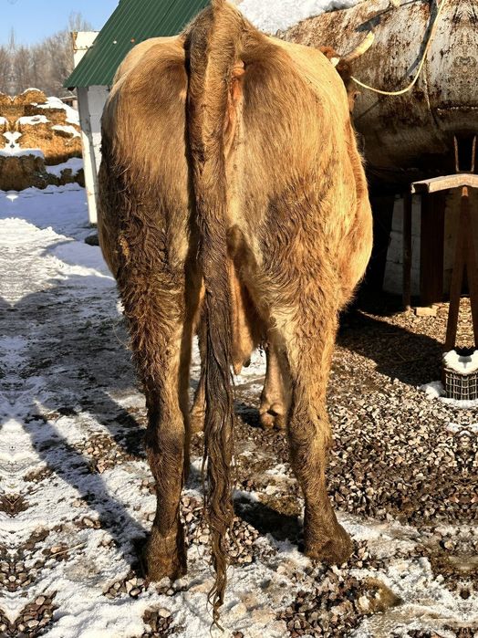 Корова Алатауская