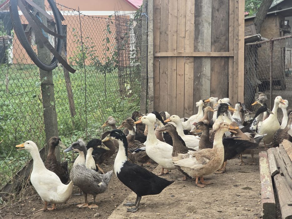Vand rate românești moțate si ne moțate