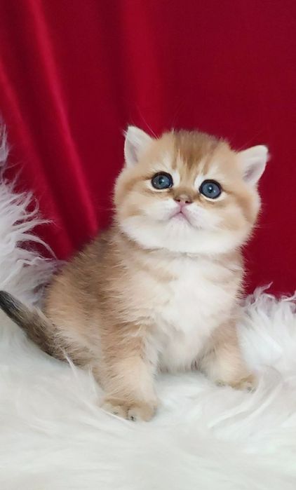 британская золотая шиншилла текированная шиншилла