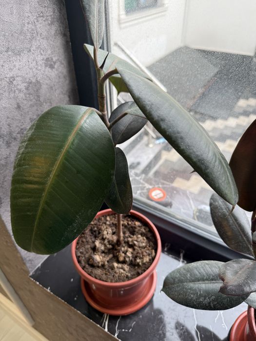 Фикус растение комнатное