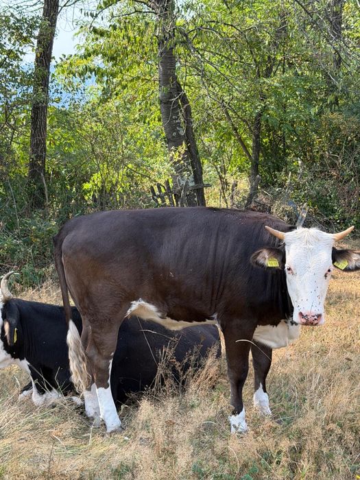 Vand doua juninci si o vaca