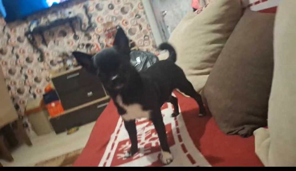 Кученца чихуахуа