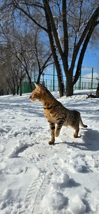 Бенгальская кошка