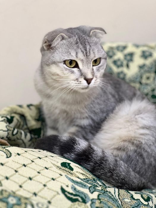 Кошка в добрые руки