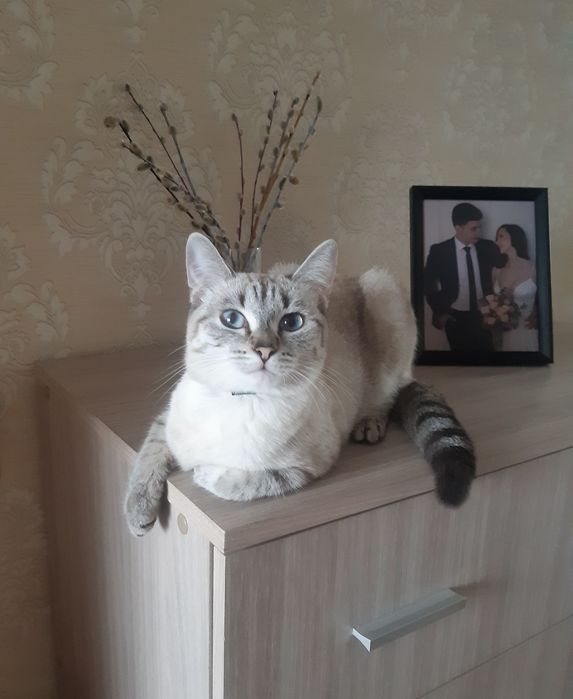 Ищу кота для вязки