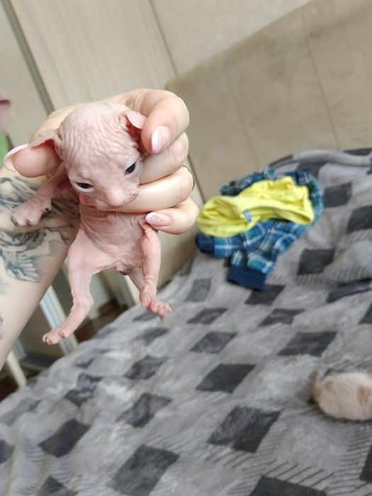 Открыто бронирование котят сфинксов