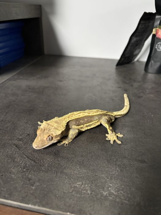 Crested gecko doua nuante