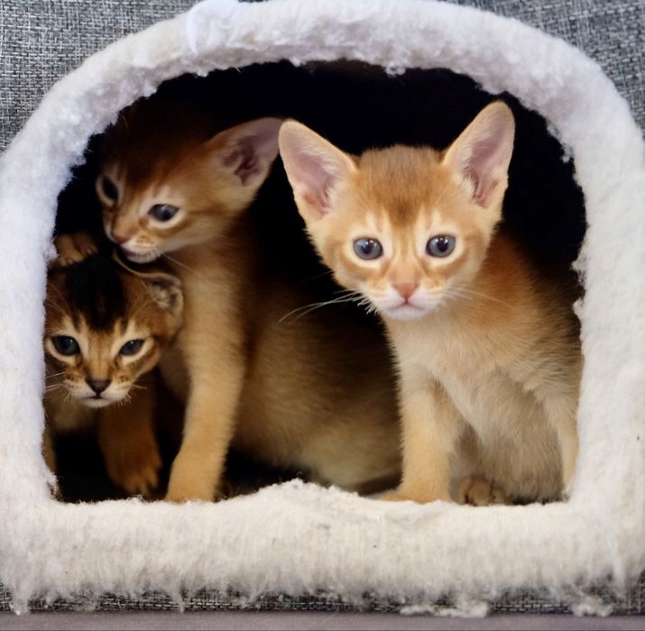 Абиссинские котята