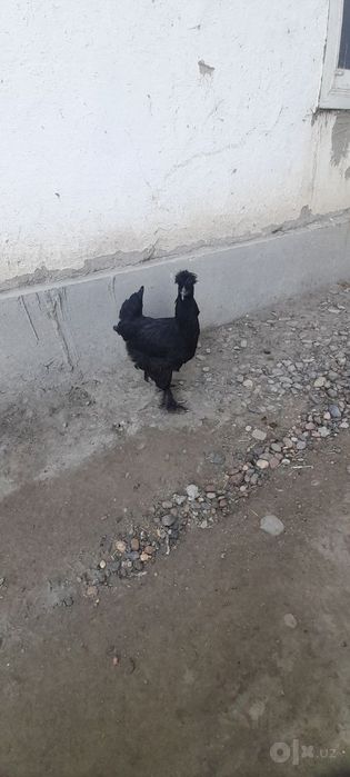 Tovuq, jo'ja va xo'roz tez va arzon  sotiladi