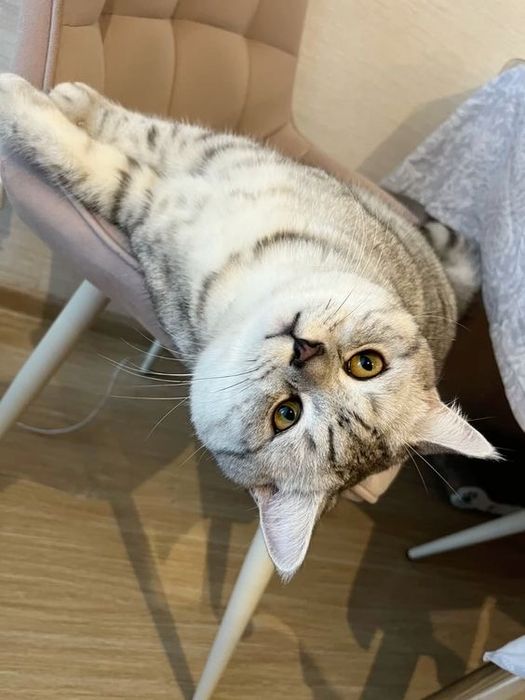 Отдам кота в хорошие руки