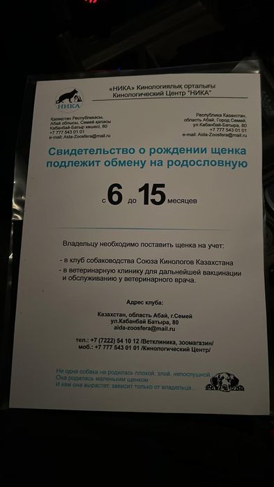Продам щенка ВЕО