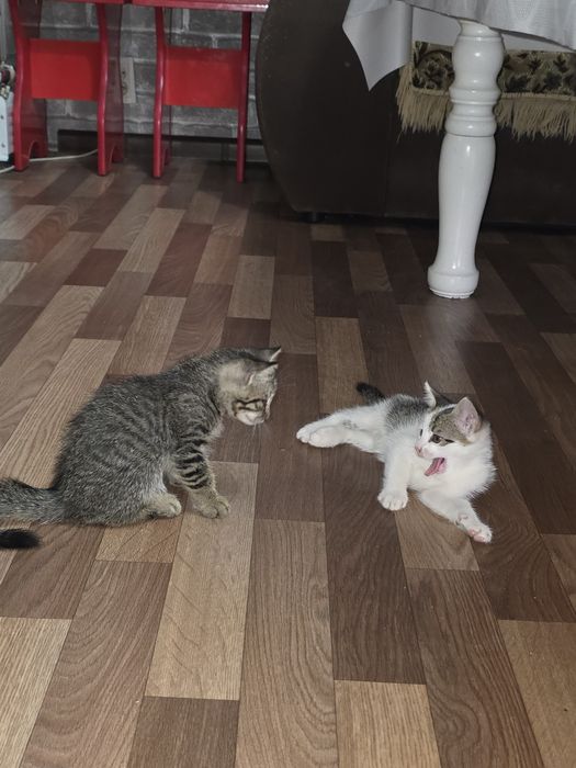 Котята отдам в добрые руки
