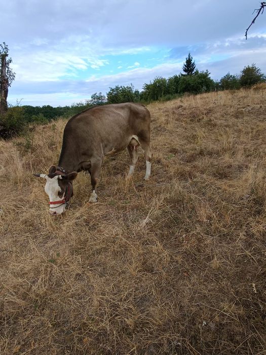 Vând vaca prima fătare
