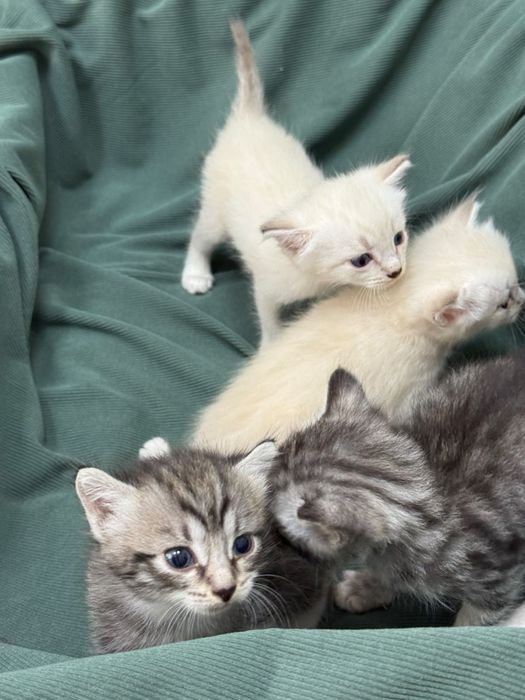 Котята ищут дом!