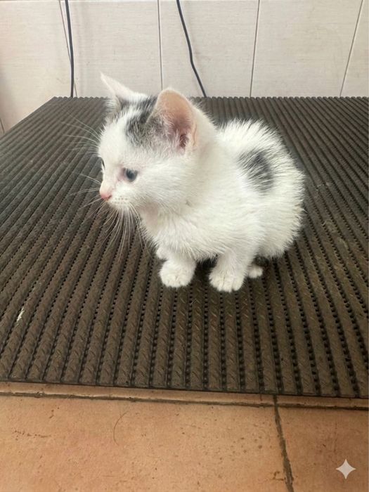 ПОДАРЯВАМЕ МЪЖКО КОТЕ обезпаразитено с хигиенни навици