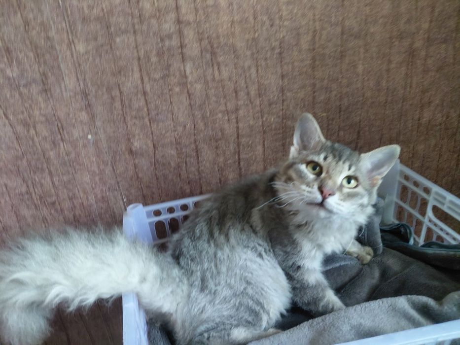 Котята в добрые и ответственные руки
