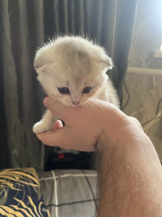 Вослоухий котенок