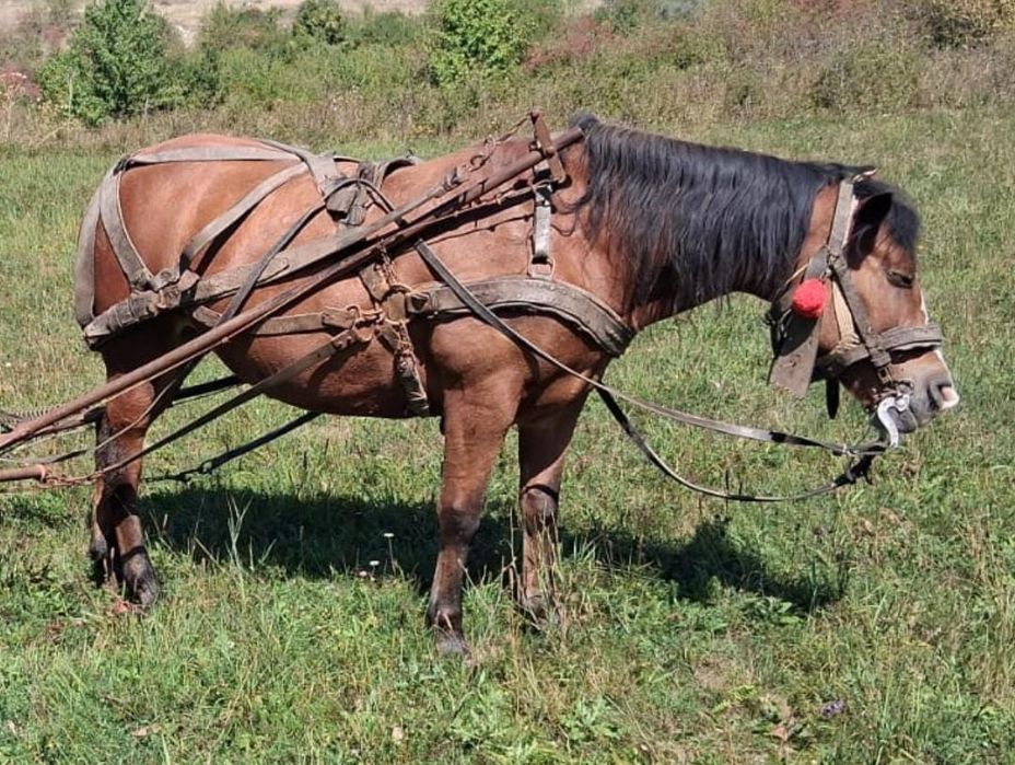 Vând cal cu ham și căruță