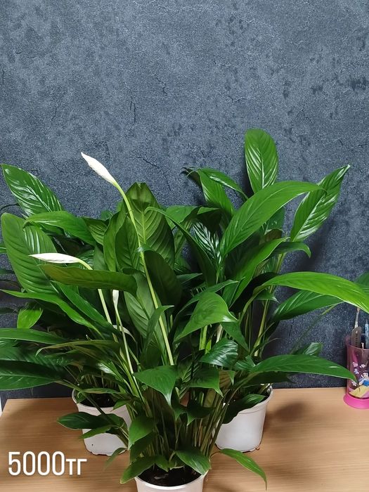 Комнатные растения от 2500