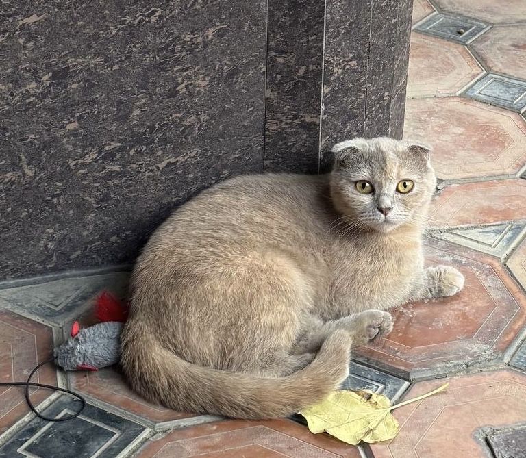 Скотиш Фолд Вислоухая
