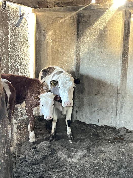 Продам корову/Сиыр сатамын