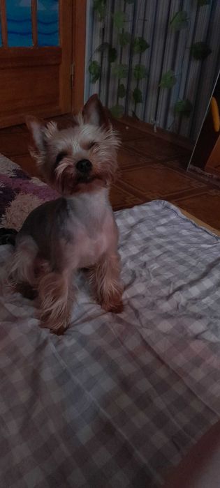 Йоркширский терьер на вязку