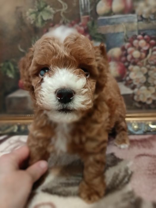 Мальтипу мальчики и девочки