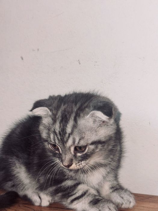 котята шотландской породы