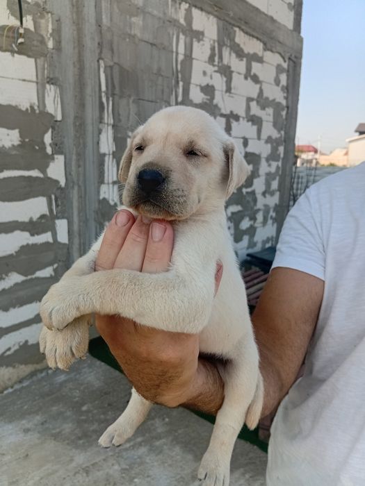 Labrador dragalas