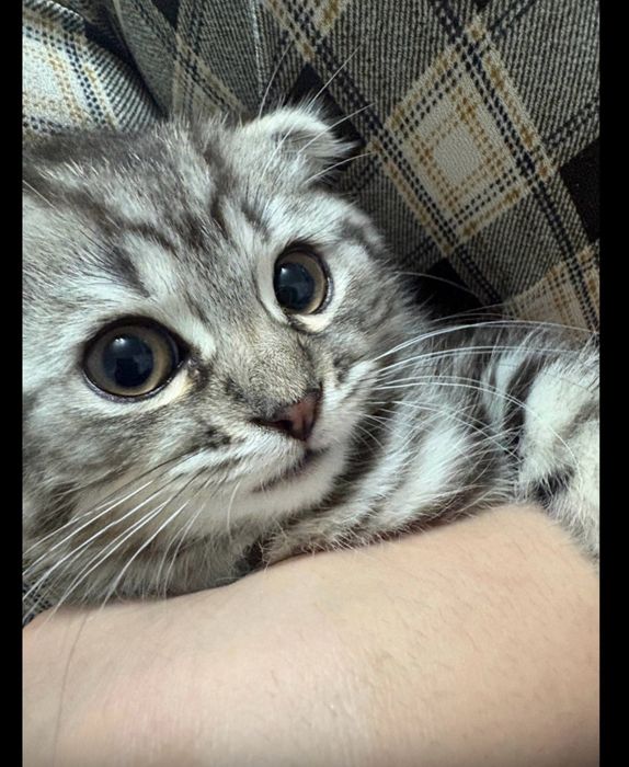Котёнок мальчикк