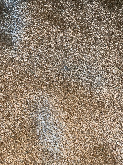 Grâu productie 2025