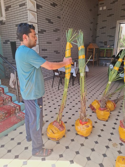 Трйохкорпус   палма кўчатлари 50 минг сўмдан 120 минг сўмгача