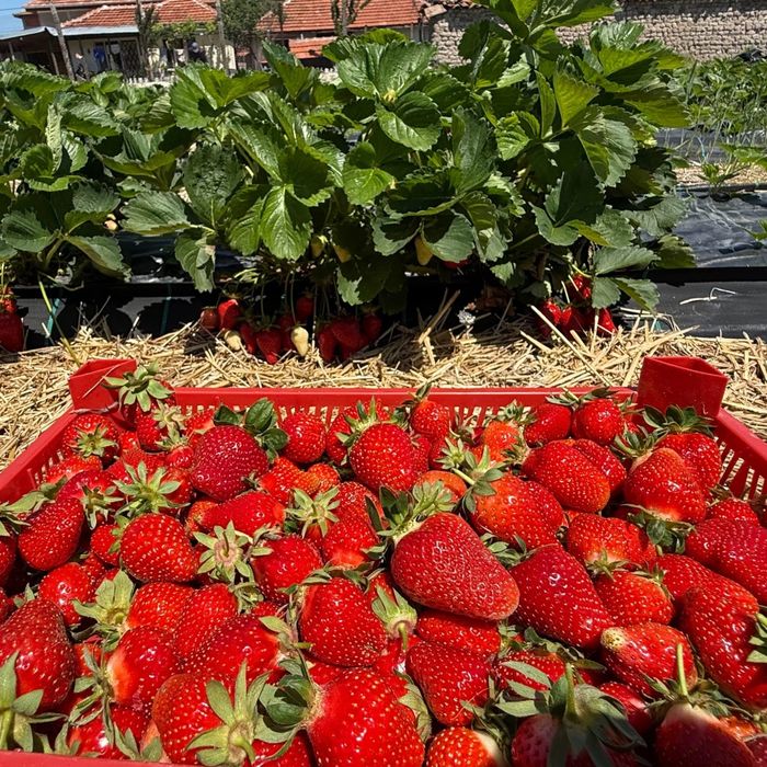 Разсад Ягоди отгледан в тарелка