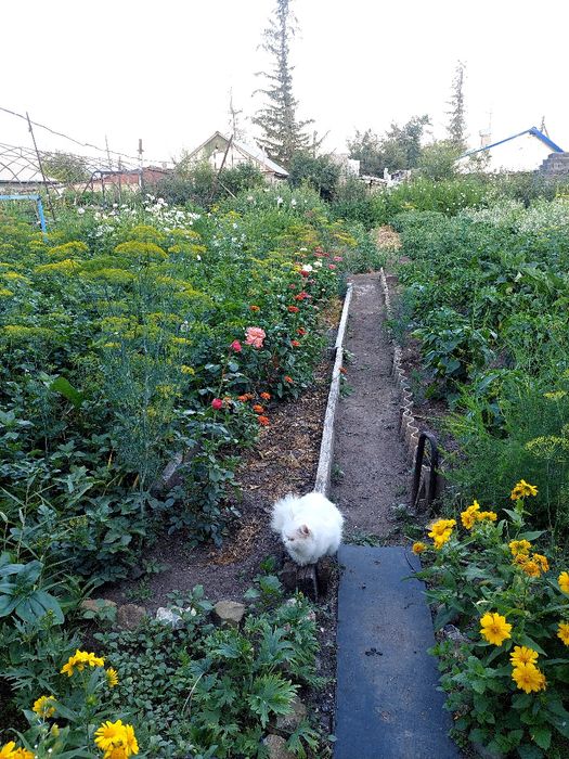 Продам дом в Сортировки. 9 соток.