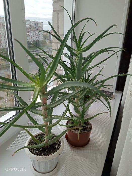 продам цветы алое