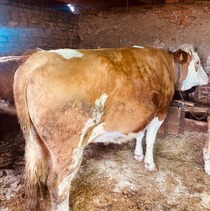 Vaca gestanta blanda