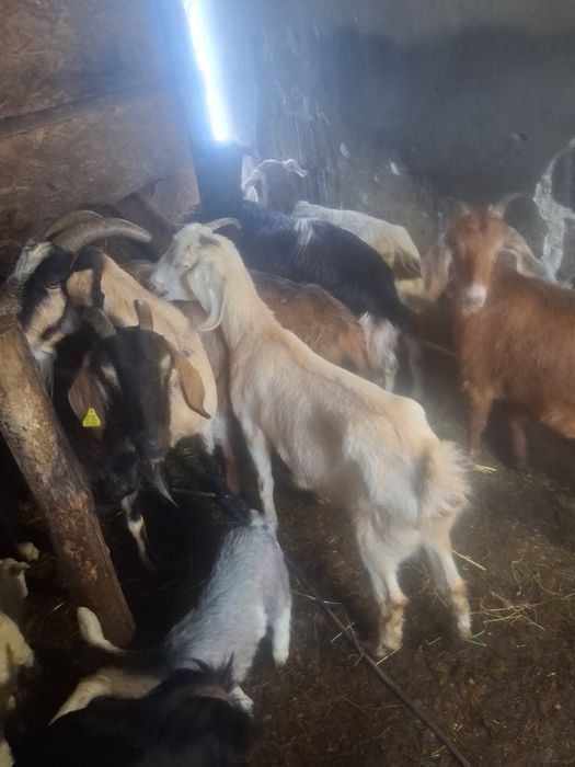 Vînd 10 capre tinere