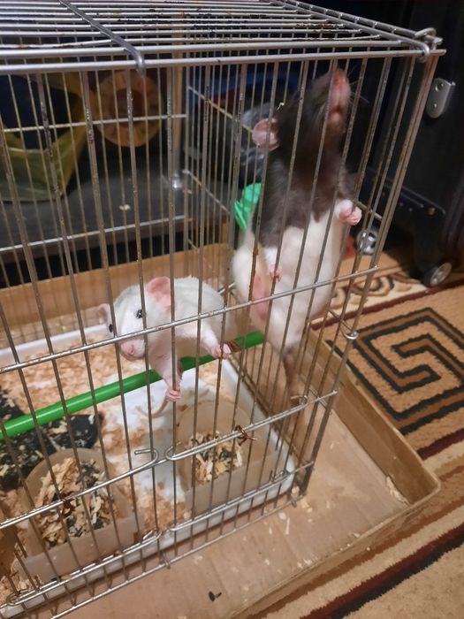 Продам декоративных крыс