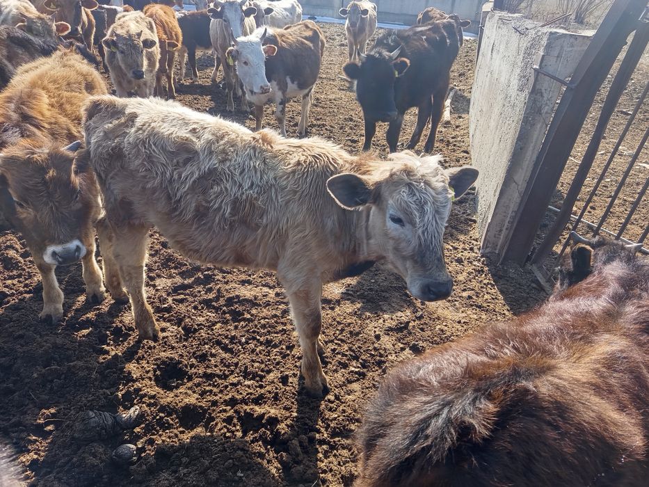 Продаётся 2 тёлочки