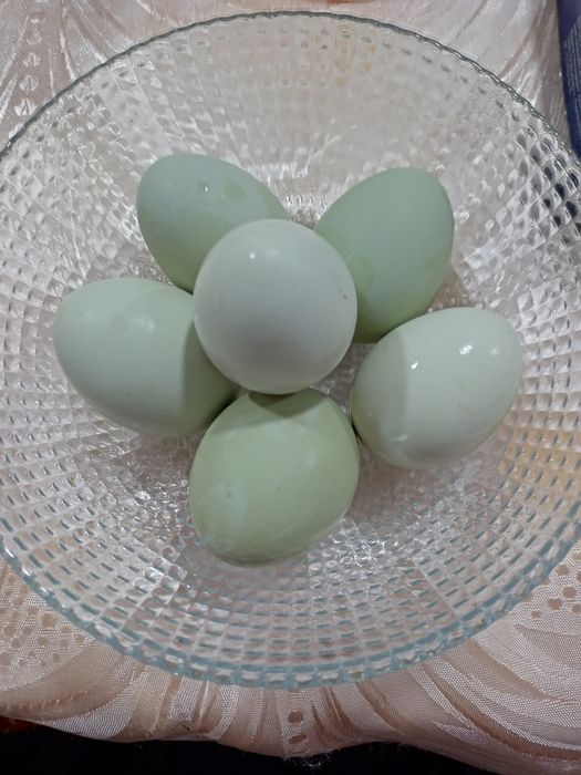 Инкубационные яйца