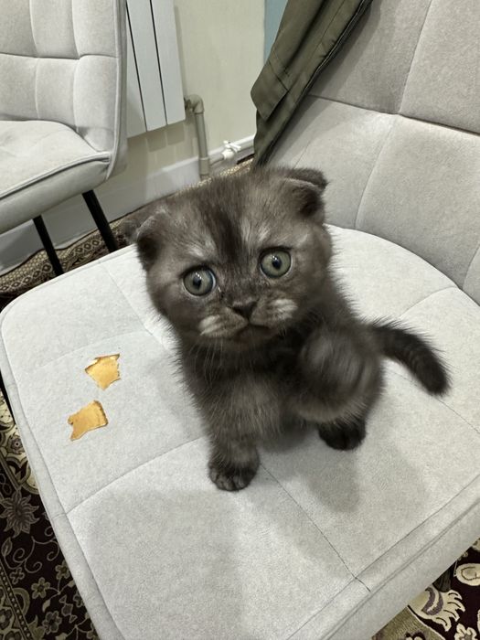 Шотландская вислоухая котята