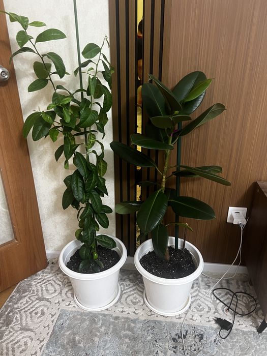 Продам комнатные цветы