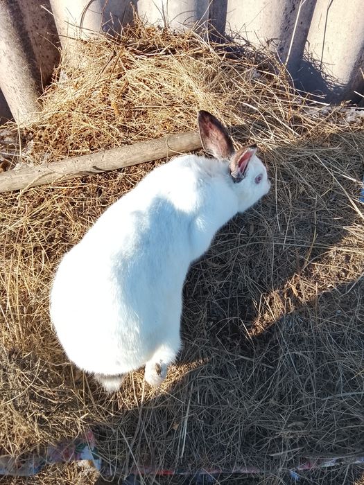 Продам кроликов кролих и два крола